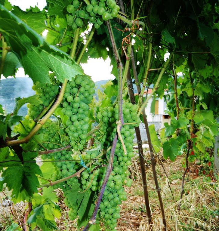 Barilaro Farm stay Finale Ligure